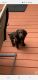 Boykin Spaniel Puppies for sale in Mauldin, SC, USA. price: NA