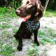 Boykin Spaniel Puppies for sale in Wesley Chapel, FL, USA. price: NA