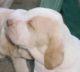 Bracco Italiano Puppies for sale in San Jose, CA, USA. price: NA