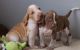 Bracco Italiano Puppies for sale in New York, NY, USA. price: NA