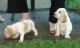 Bracco Italiano Puppies for sale in Indianapolis, IN, USA. price: NA