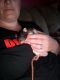 Brahma White-bellied Rat Rodents for sale in Pierson, MI 49339, USA. price: NA
