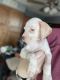 Braque du Bourbonnais Puppies for sale in Steilacoom, WA, USA. price: NA