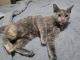 Brazilian Shorthair Cats for sale in Monroe, MI, USA. price: NA
