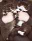 Brazilian Shorthair Cats for sale in California City, CA, USA. price: NA
