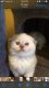 Brazilian Shorthair Cats for sale in Brooklyn, NY, USA. price: NA