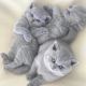Brazilian Shorthair Cats for sale in Los Angeles, CA, USA. price: $400