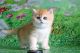 Brazilian Shorthair Cats for sale in Davie, FL, USA. price: $2,500