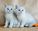 Brazilian Shorthair Cats for sale in Chula Vista, CA, USA. price: NA