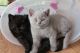 Brazilian Shorthair Cats for sale in East Los Angeles, CA, USA. price: NA