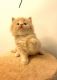 Brazilian Shorthair Cats for sale in Houston, TX, USA. price: NA