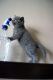Brazilian Shorthair Cats for sale in Bakersfield, CA, USA. price: NA