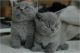 Brazilian Shorthair Cats for sale in Austin, TX, USA. price: NA