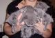 Brazilian Shorthair Cats for sale in Orlando, FL, USA. price: NA