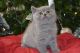 Brazilian Shorthair Cats for sale in New York County, NY, USA. price: NA