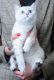 Brazilian Shorthair Cats for sale in Los Angeles, CA, USA. price: NA