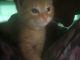 Brazilian Shorthair Cats for sale in Landover Hills, MD 20784, USA. price: NA