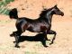 Brazilian Sport Horse Horses for sale in Texas City Dike, Texas City, TX, USA. price: NA