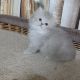 British Longhair Cats for sale in San Jose, CA, USA. price: $700