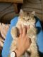 British Semi-Longhair Cats for sale in Bradenton, FL, USA. price: $999