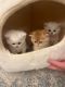 British Semi-Longhair Cats for sale in Louisville, KY, USA. price: $2,900