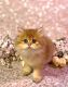 British Semi-Longhair Cats for sale in Dallas, TX, USA. price: $1,800