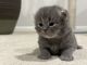 British Semi-Longhair Cats for sale in Woodbridge, CT 06525, USA. price: $2,500
