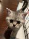 British Shorthair Cats for sale in Huntingdon Rd, Bryn Athyn, PA, USA. price: $1,000