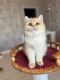 British Shorthair Cats for sale in Coventry, RI, USA. price: NA