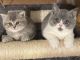 British Shorthair Cats for sale in Hershey, PA, USA. price: $1,700
