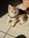 British Shorthair Cats for sale in Lancaster, PA, USA. price: $1,000