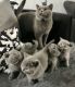 British Shorthair Cats for sale in Huntsville, AL, USA. price: $350