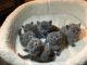 British Shorthair Cats for sale in Huntsville, AL, USA. price: $300