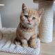 British Shorthair Cats for sale in San Jose, CA, USA. price: $950