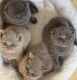British Shorthair Cats for sale in Malden, MA 02148, USA. price: $400