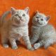 British Shorthair Cats for sale in ON-401, Ontario, Canada. price: $400