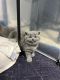 British Shorthair Cats for sale in Philadelphia, Pennsylvania. price: $550
