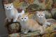 British Shorthair Cats for sale in Sacramento, California. price: $1,600