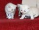 British Shorthair Cats for sale in Abilene, TX, USA. price: NA