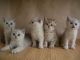British Shorthair Cats for sale in Winchester, VA 22601, USA. price: NA