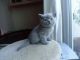 British Shorthair Cats for sale in Bakersfield, VT, USA. price: NA