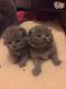 British Shorthair Cats for sale in Huntsville, AL, USA. price: NA