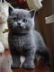 British Shorthair Cats for sale in Huntsville, AL 35812, USA. price: NA
