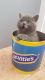 British Shorthair Cats for sale in Philadelphia, PA, USA. price: $400