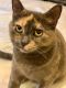 JULIET is a lovely Dilute Calico/British Shorthair Mix