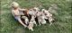 Brittany Puppies for sale in Iola, IL 62838, USA. price: NA
