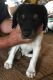 Brittany Puppies for sale in BRWNSBORO VLG, KY 40207, USA. price: NA