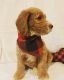 Brittany Puppies for sale in Long Beach, CA 90808, USA. price: NA