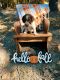 Brittany Puppies for sale in Ada, OK, USA. price: NA