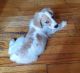 Brittany Puppies for sale in Brooklyn, NY, USA. price: NA